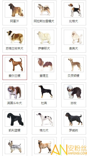 淘狗网软件下载