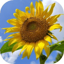 伤寒论检索APP