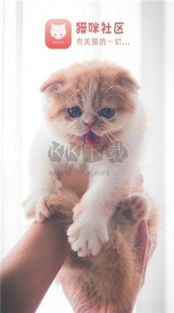 猫咪社区app官方版2025最新