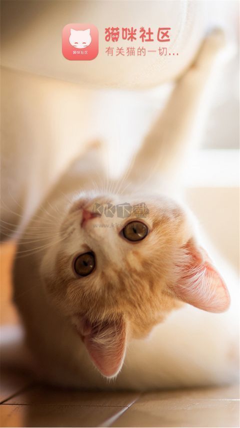 猫咪社区app手机版