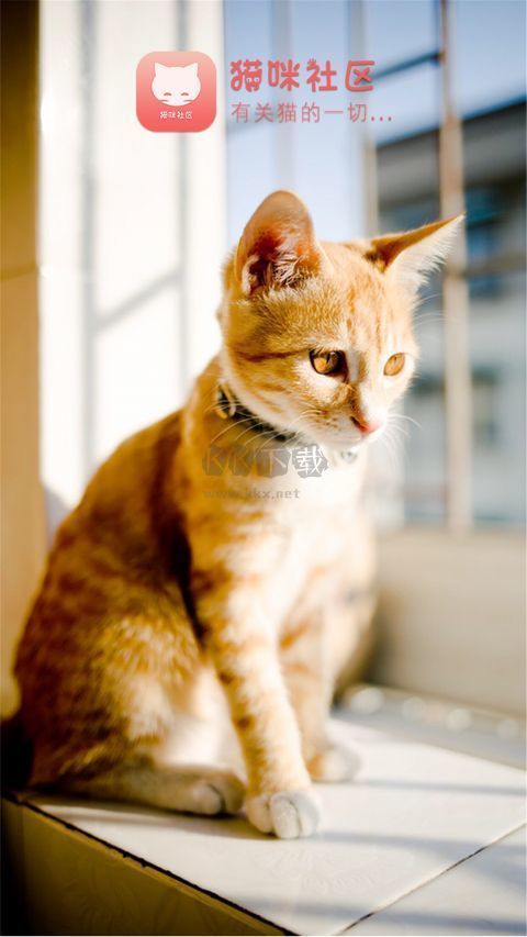 猫咪社区app手机版