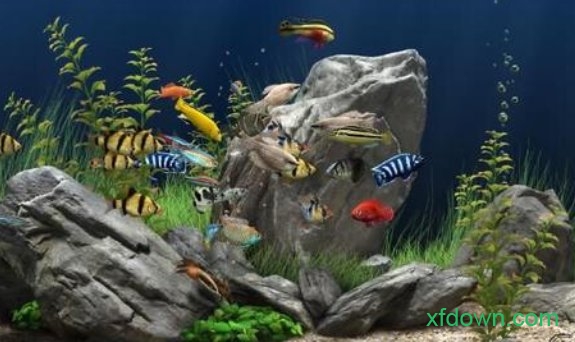 dream aquarium中文版