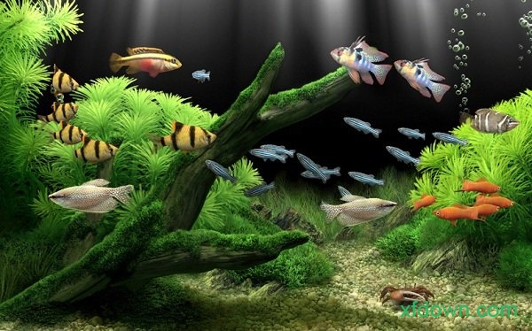 梦幻水族馆屏保中文版