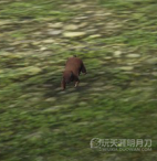 天涯明月刀OL全地图宠物捕捉地点与图鉴大全