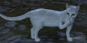 天涯明月刀OL全地图宠物捕捉地点与图鉴大全