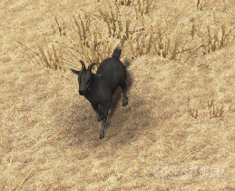 天涯明月刀OL全地图宠物捕捉地点与图鉴大全