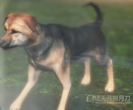 天涯明月刀OL全地图宠物捕捉地点与图鉴大全