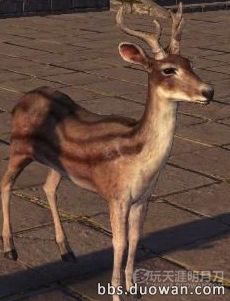 天涯明月刀OL全地图宠物捕捉地点与图鉴大全