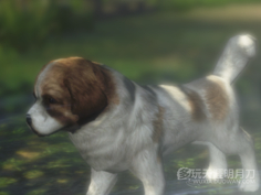 天涯明月刀OL全地图宠物捕捉地点与图鉴大全