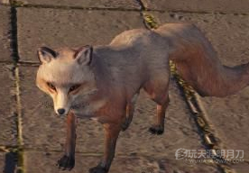 天涯明月刀OL全地图宠物捕捉地点与图鉴大全