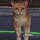 天涯明月刀OL全地图宠物捕捉地点与图鉴大全