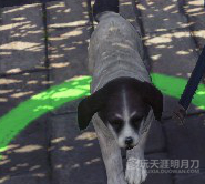 天涯明月刀OL全地图宠物捕捉地点与图鉴大全