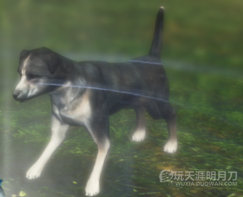 天涯明月刀OL全地图宠物捕捉地点与图鉴大全