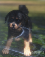 天涯明月刀OL全地图宠物捕捉地点与图鉴大全