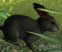 天涯明月刀OL全地图宠物捕捉地点与图鉴大全