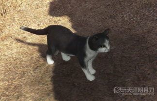 天涯明月刀OL全地图宠物捕捉地点与图鉴大全