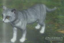 天涯明月刀OL全地图宠物捕捉地点与图鉴大全