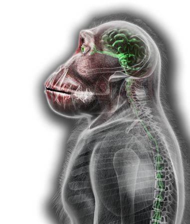 瘟疫公司猩猩流感成就解锁方法全解析
